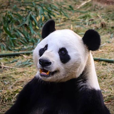 济南市野生动物世界的相关长尾关键词有什么