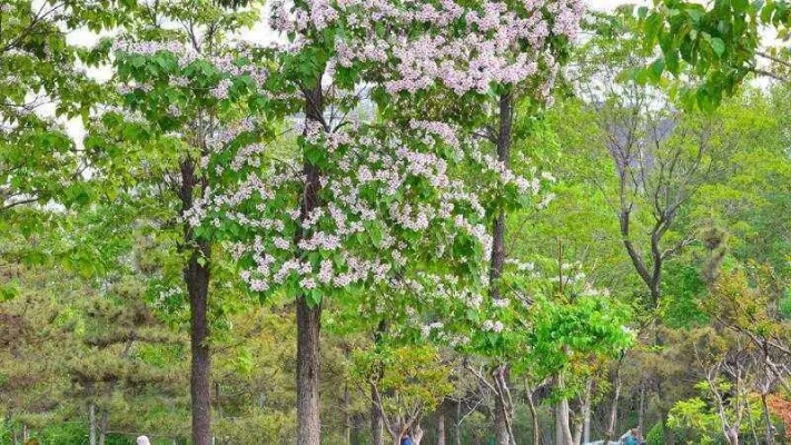 济南如何挑选楸树长势好