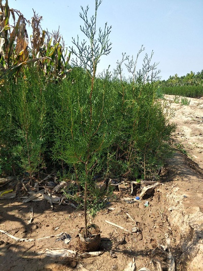 济南侧柏小苗种植条件如何