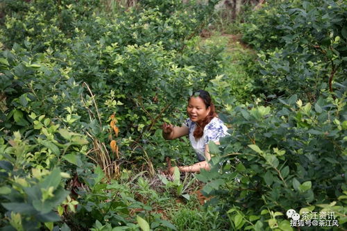 济南茶树种植业现状如何